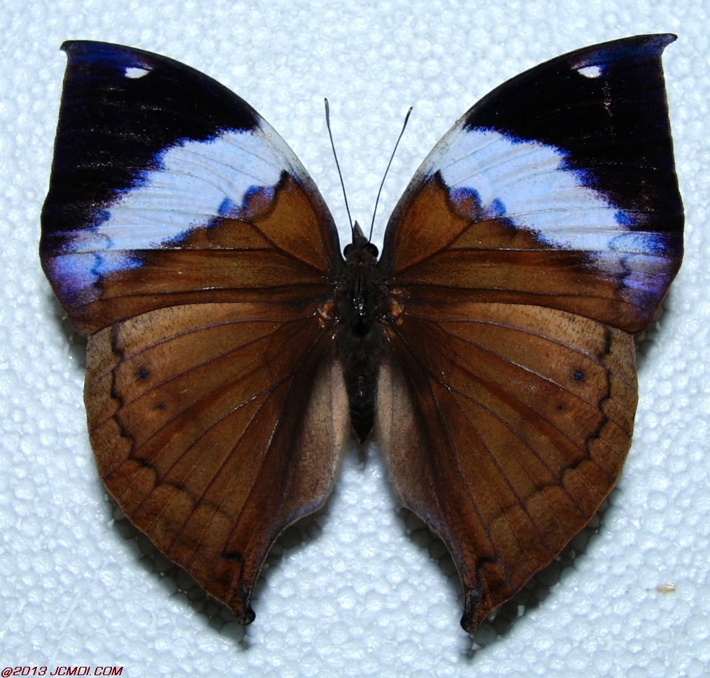 Kallima paralekta female